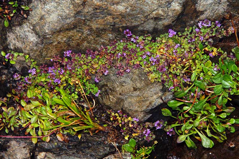 Mentha requienii